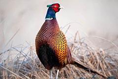 Fasan - Zum Vergroessern klicken!